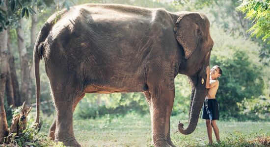 Chiang Mai Elephant Sanctuary
